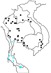 Polyura delphis delphis map