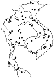Phalanta phalantha phalantha map