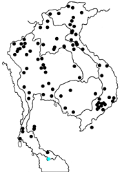 Vindula erota chersonesia map