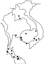 Vindula dejone erotella map