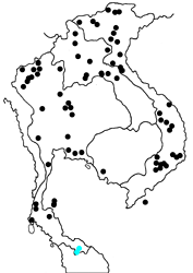 Cethosia biblis perakana map