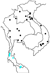 Pantoporia aurelia aurelia map