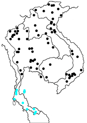 Neptis clinia leuconata Map