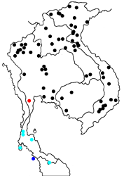 Athyma selenophora amharina Map