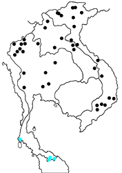Limenitis asura asura Map