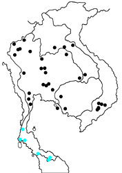 Athyma larymna selessana Map
