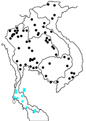 Parthenos sylvia lilacinus map