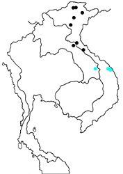 Cynitia whiteheadi whiteheadi map