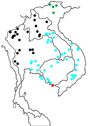 Cynitia lepidea flaminia map