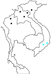 Euthalia saitaphernes saitaphernes map