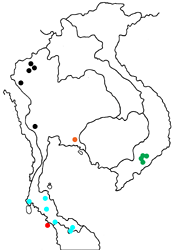 Euthalia merta alboapicala map