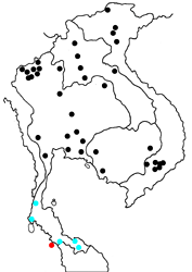 Euthalia alpheda yamuna map