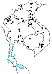 Euthalia monina varius map