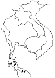 Lexias canescens pardalina map
