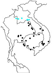 Lexias albopunctata borealis map