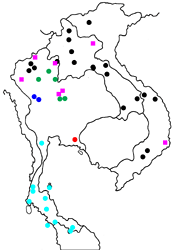 Lexias dirtea ssp. map