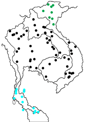 Lexias pardalis eleanor map