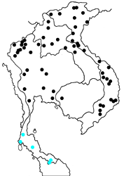 Symbrenthia lilaea lilaea map