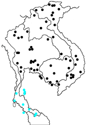 Junonia orithya wallacei map