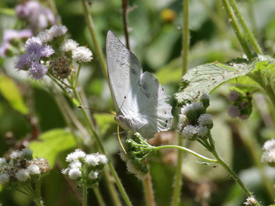 Helcyra hemina hemina ♂