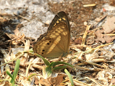 Algia fasciata flavobrunnea ♂