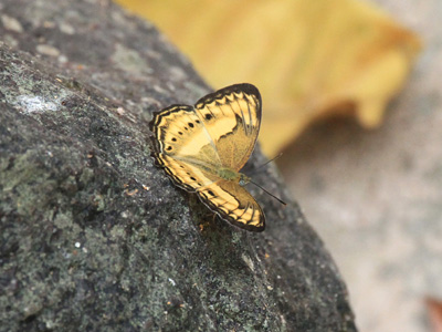 Algia fasciata flavobrunnea ♂