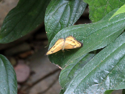 Algia fasciata flavobrunnea ♂