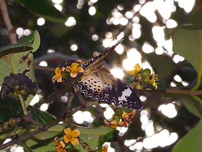 Cethosia cyane euanthes ♀