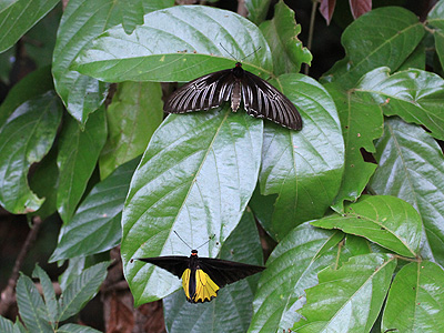 Troides helena cerberus ♀ and ♂