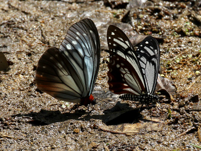 Papilio agestor agestor ♂