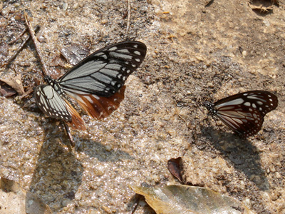 Papilio agestor agestor ♂