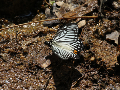 Papilio epycides hypochra ♂