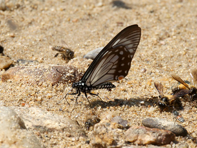 Papilio epycides hypochra ♂