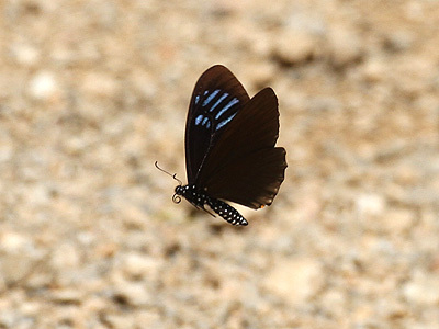 Papilio slateri slateri ♂