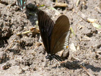 Papilio slateri tavoyanus ♂