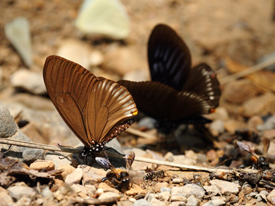 Papilio slateri tavoyanus ♂