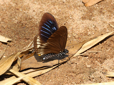 Papilio slateri marginata ♂