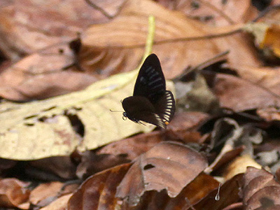 Papilio slateri marginata ♂