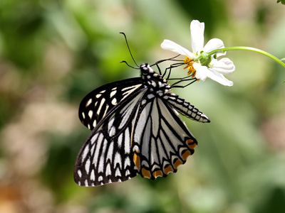 Papilio clytia clytia ♂