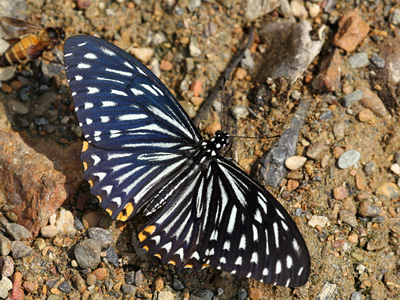 Papilio clytia clytia ♂