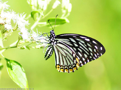 Papilio clytia clytia ♀