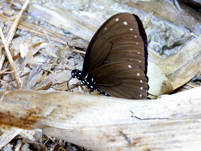 Papilio paradoxa telearchus ♂