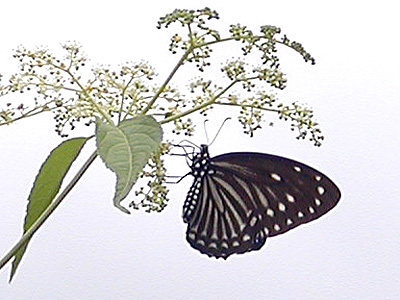 Papilio paradoxa telearchus ♀
