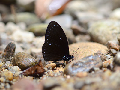 Papilio paradoxa aenigma ♂