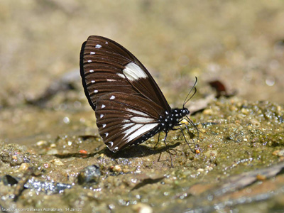 Papilio paradoxa aenigma ♂