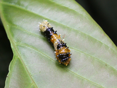 Papilio paradoxa aenigma larva