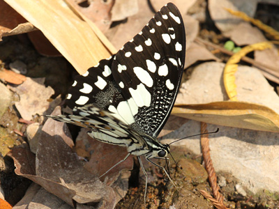 Papilio demoleus malayanus ♂
