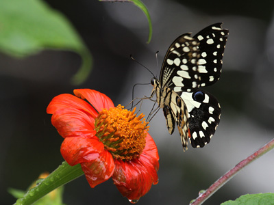 Papilio demoleus malayanus ♀