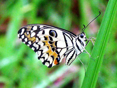 Papilio demoleus malayanus ♀