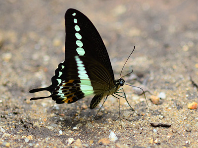 Papilio demolion demolion ♂